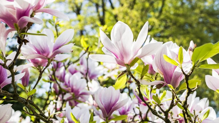 magnolias